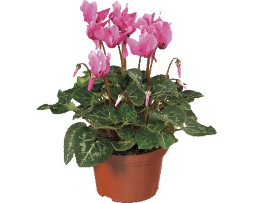 Cyklamen i kruka med rosa blommor