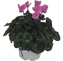 Cyklamen i kruka med rosa blommor och gröna blad