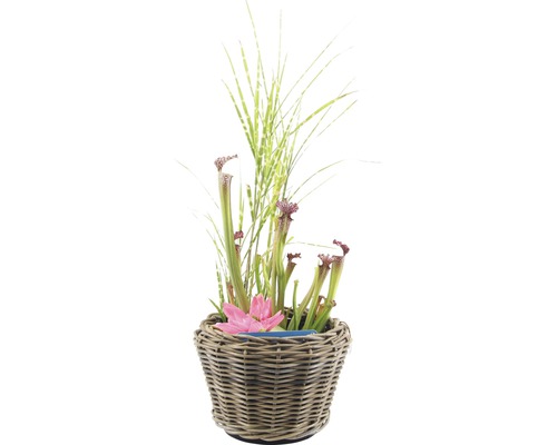 Köttätande växt i korgkruka med dekorativt gräs och blomma