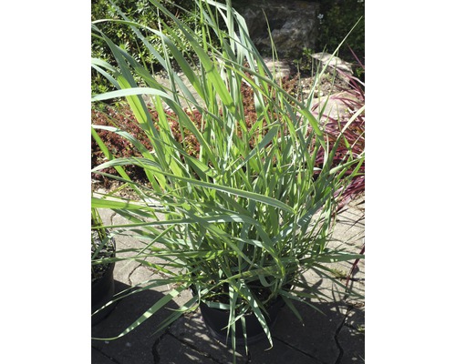 Rödhirs FLORASELF Panicum virgatum 'Blue Fountain' 20-80cm Co 6L