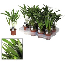 Guldpalm FLORASELF Dypsis 20-30cm Ø7cm