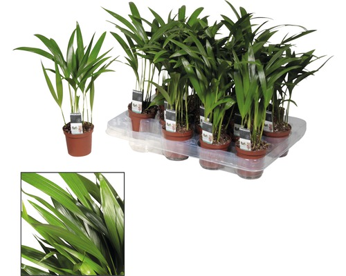 Kontors- och rumspalm i krukor på en pall