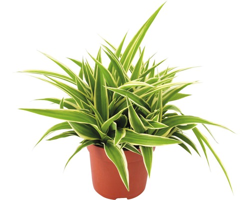 Ampellilja FLORASELF Chlorophytum comosum Ocean 20xØ10,5cm Ampellilja FLORASELF Chlorophytum comosum Ocean 20xØ10,5cm