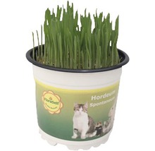 Kattgräs i kruka