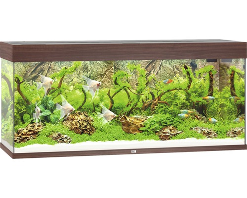 Akvarium med fiskar, växter och dekorativ bakgrund