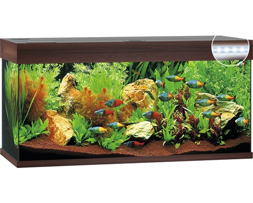 Inrett akvarium med fiskar, växter och stenar