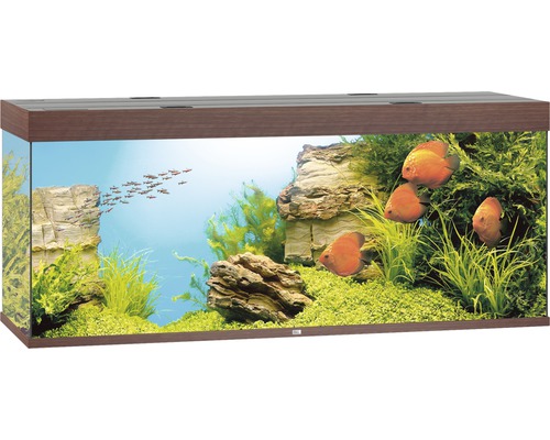 Akvarium med fiskar, växter och stenar