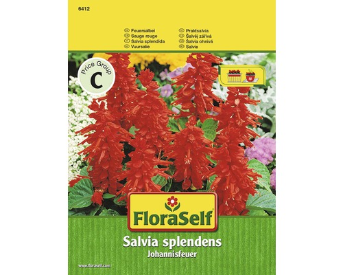 Blomfrö FLORASELF Praktsaliva Salvia Splendens