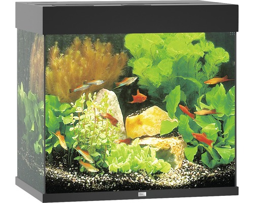 Akvarium med fiskar, växter och stenar