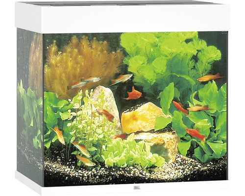 Inrett akvarium med fiskar, växter och stenar