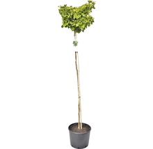 Ginkgo Biloba klotträd i kruka