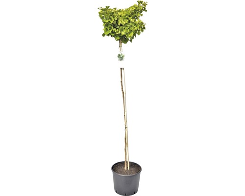 Ginkgo Biloba klotträd i kruka