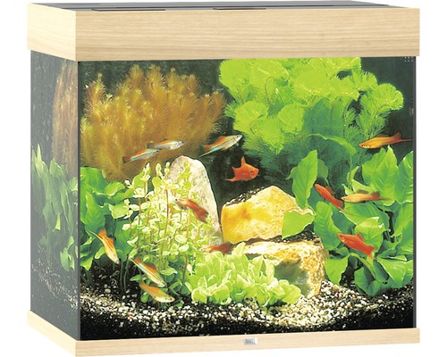 Akvarium med fiskar, växter och stenar