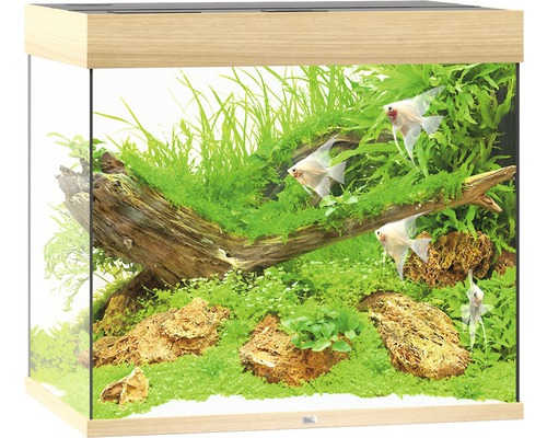 Akvarium med växter, stenar och fiskar