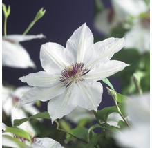 Närbild av en klematisblomma med vita kronblad