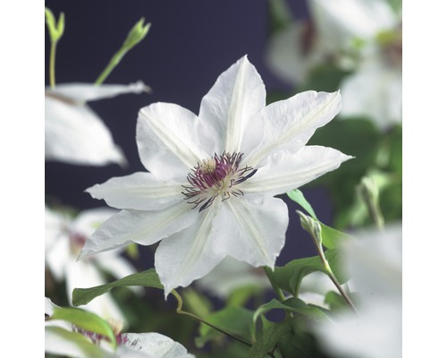 Storblommig klematis FLORASELF Clematis Hybride Miss Bateman 50-70cm co 2,3L Närbild av en klematisblomma med vita kronblad