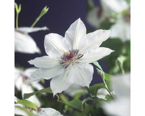 Storblommig klematis FLORASELF Clematis Hybride Miss Bateman 50-70cm co 2,3L