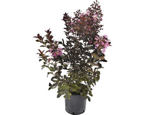 Sorgflormyrten Lagerstroemia indica 'Rhapsody' 40-60cm Co5 L