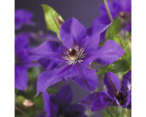Storblommig klematis FLORASELF Clematis Hybride The President 50-70cm co 2,3L Närbild av en lila klematis med blad