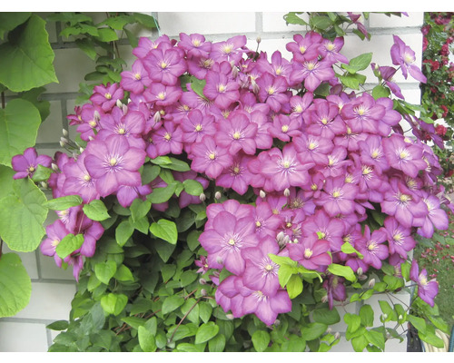 Klätterväxt med purpurfärgade blommor och gröna blad