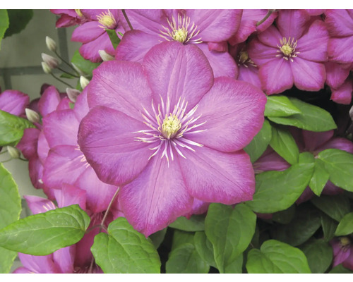 Närbild av lila klematisblommor med gröna blad
