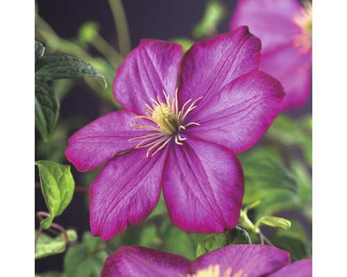 Storblommig klematis FLORASELF Clematis Hybride Ville de Lyon 50-70cm co 2,3L Närbild av en lila klematisblomma med gula ståndare