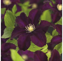 Närbild av en klematisblomma med gröna blad