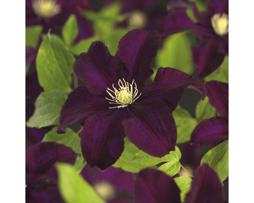 Storblommig klematis FLORASELF Clematis Hybride Warszawska Nike 50-70cm co 2,3L Närbild av en klematisblomma med gröna blad