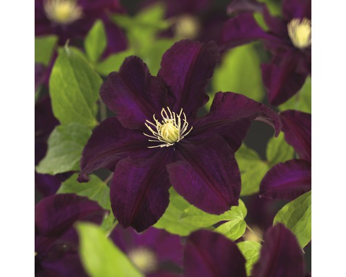 Storblommig klematis FLORASELF Clematis Hybride Warszawska Nike 50-70cm co 2,3L