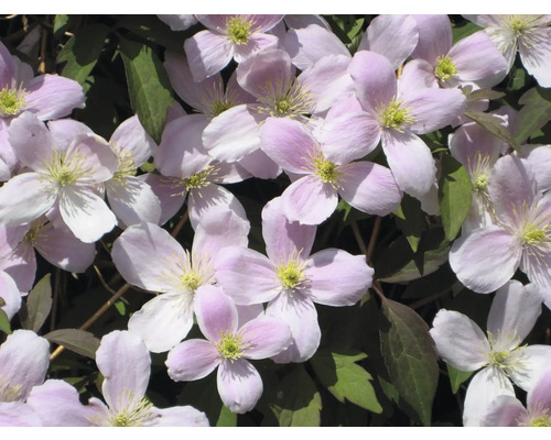 Närbild av rosa klematisblommor med gröna blad