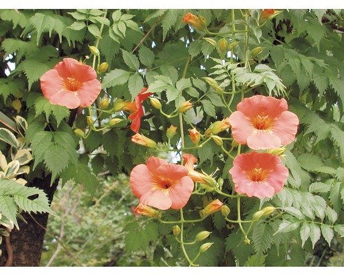 Trumpetblommor med gröna blad