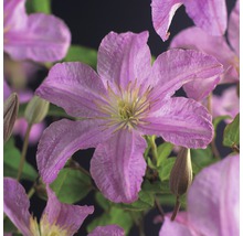 Närbild av en rosa klematis med fem kronblad