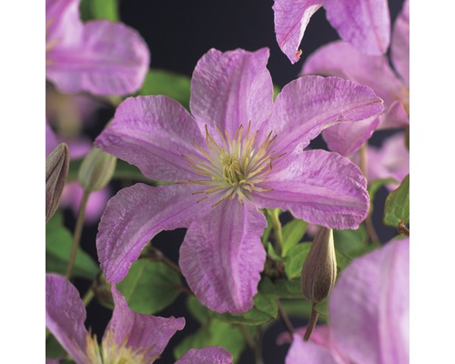Närbild av en rosa klematis med fem kronblad