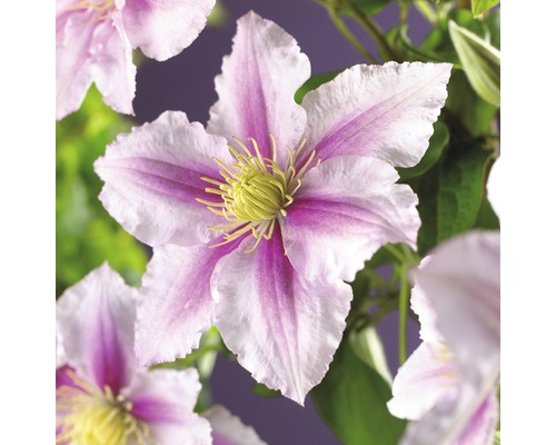 Klematis FLORASELF Clematis x Hybrida Patens Piilu co 2,3L