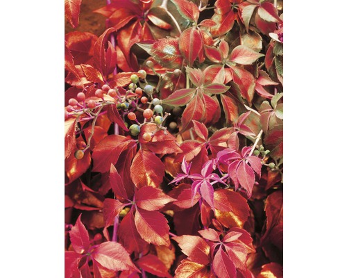 Närbild av vildvin med blad och bär