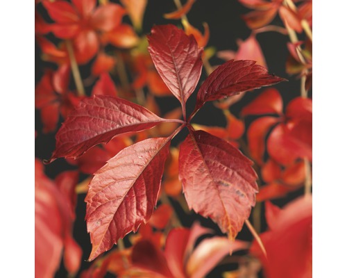Engelmannsvin FLORASELF Parthenocissus quinquefolia Engelmannii 50-70cm Co 2,3L Närbild av röda blad av vildvin