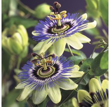 Närbild av passionsblommor med blåvioletta kronblad