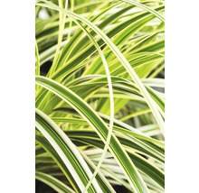 Närbild av prydnadsgräs med blad