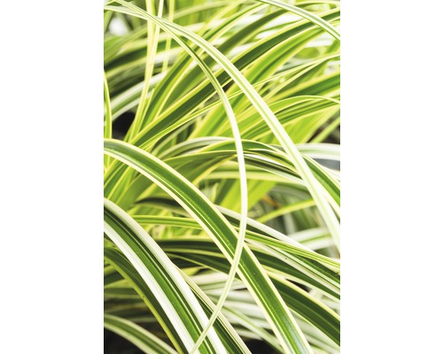 Japansk starr FLORASELF Carex morrowii Feather Falls 5-30cm co 3L