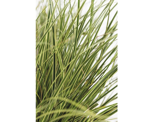 Närbild av prydnadsgräs med avlånga blad
