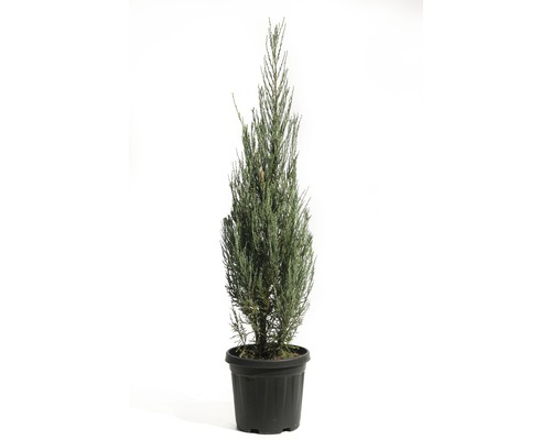 Röden FLORASELF Juniperus scopulorum Blue Arrow 100-125cm Co 10L