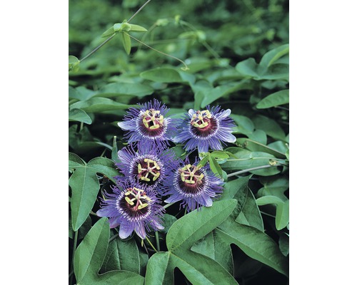 Passionsblomma FLORASELF Passiflora caerulea Purple Haze 50-70cm krukstorlek Ø16cm Närbild av passionsblommor med blad