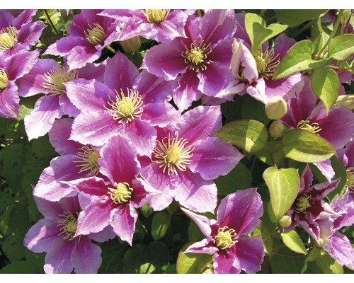 Närbild av klematisblommor med blad