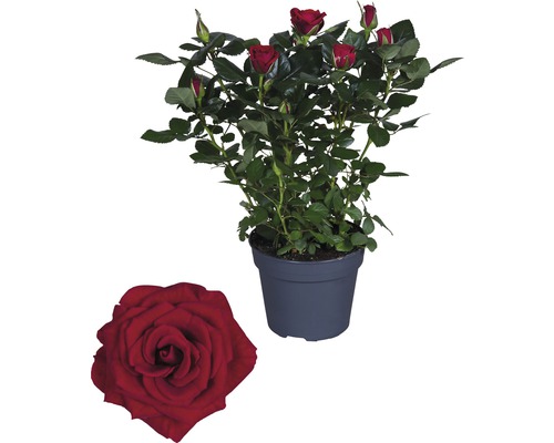Ros FLORASELF Rosa Hybride Isabel 30-40xØ13cm