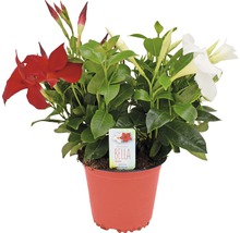 Dipladenia i kruka med röda och vita blommor