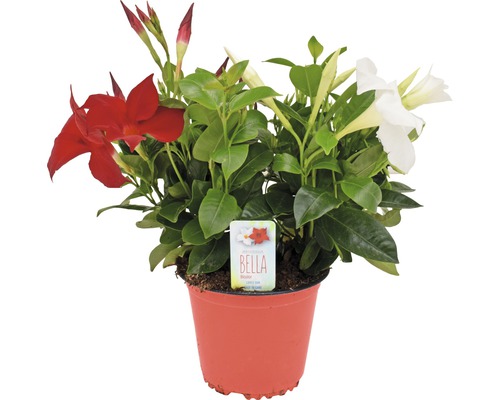 Dipladenia i kruka med röda och vita blommor