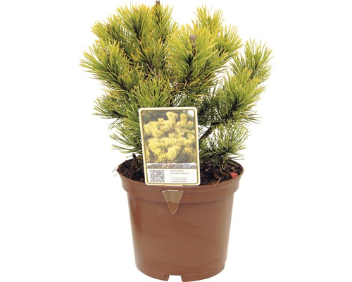 Bergtall FLORASELF Pinus mugo 'Carstens Wintergold' 15-20cm Co 2L