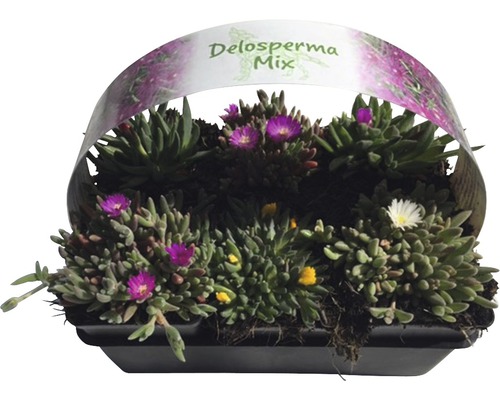 Delosperma Mix i planteringskärl