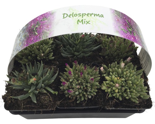 Delosperma Mix i en svart växtskål