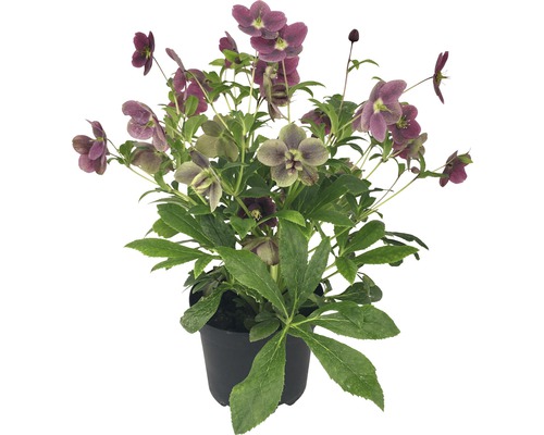 Julros FLORASELF Helleborus orientalis Viv Victoria Ø17cm Julros FLORASELF Helleborus orientalis Viv Victoria Ø17cm